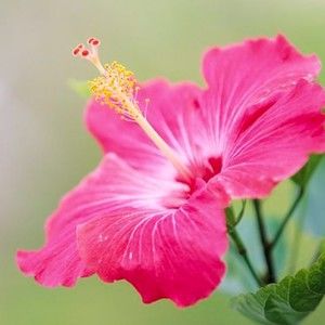 Meet your Posher, Vincent